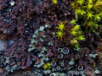 Asa Gray's scalewort